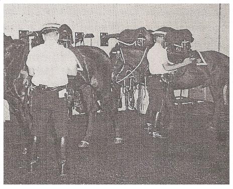Mounted Officer3